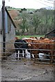 Cows in the Farmyard at Mellangoose