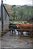 SW6428 : Cows in the Farmyard at Mellangoose by Tony Atkin