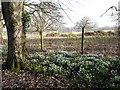 Woodland walks at Bodelwyddan