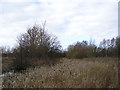 Bulrushes