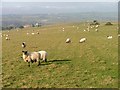 Pasture Near Allerton Head Farm