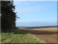 Field edge near Barnham