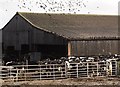 Starlings flocking around Cattle