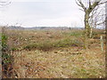 Cleared Plantation, Sceugh Wood