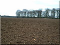 Across Ploughed field to un-named wood