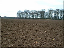 SE5202 : Across Ploughed field to un-named wood by Nigel Homer