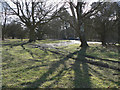 Trees on Northchurch Common