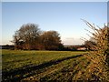 Fields and woodland west of Rodfield Lane