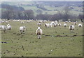 Field of sheep