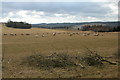 Sheep grazing near Colesbourne