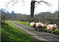 Road by Lower Barns