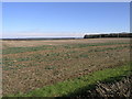 Field and Blue Sky