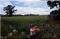 Floral delights in field at Mill Street