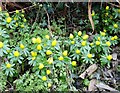 Winter aconites