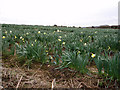 Daffodil fields near Boswarthen