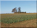 SP2712 : Field near Swinbrook by David Hawgood