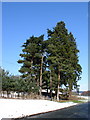 Scots Pine