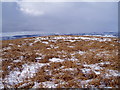 On the slopes of Moel y Pl