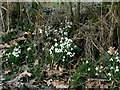 Banks of snowdrops