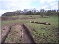 Pasture at Adsett Farm