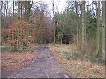 SO9914 : Mixed Woodland near Hilcot Brook by Bob Embleton