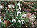 Snowdrops at Gissing