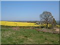 Oil seed rape crop in flower