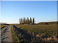 Bridleway near Barton Hartshorn