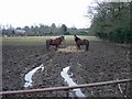 Horses