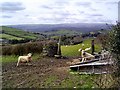 Sheep on Yolland Hill - Devon