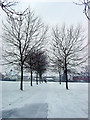 Avenue of small trees along a path