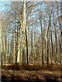 Lots of Trees !  Ashridge