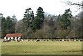 Grazing deer near Thunderdell Cottages