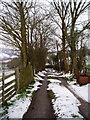 Tree-lined avenue