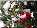 Holly Berries in Snow