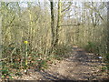 Sparrow Wood, Bromley, Kent