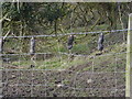 Hanging On The Old Barbed Wire