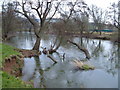 SX9296 : River Exe at Stafford Bridge by Derek Harper