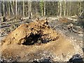 Clearing in East Hoath Wood