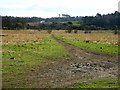 Muddy Track, Darnley