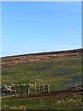 NT5162 : near the sheep track by Alastair Seagroatt