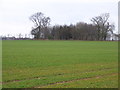 Roundhill Plump, near Hackforth