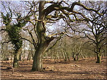 SU3504 : Oaks in their dotage at Rowbarrow, New Forest by Jim Champion