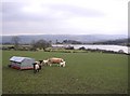 Sheep and lambs, Silsden