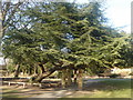 SD5320 : Cedar of Lebanon tree at Worden Hall by Margaret Clough