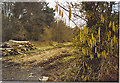 Woodpile near Polsted Manor.