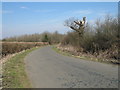 Dead Tree on West End Lane