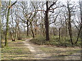 Woodland at north edge of Eltham Park, Kent