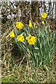 Hedgerow daffodils, Monarch