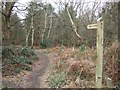 Footpath at Pyrford Common